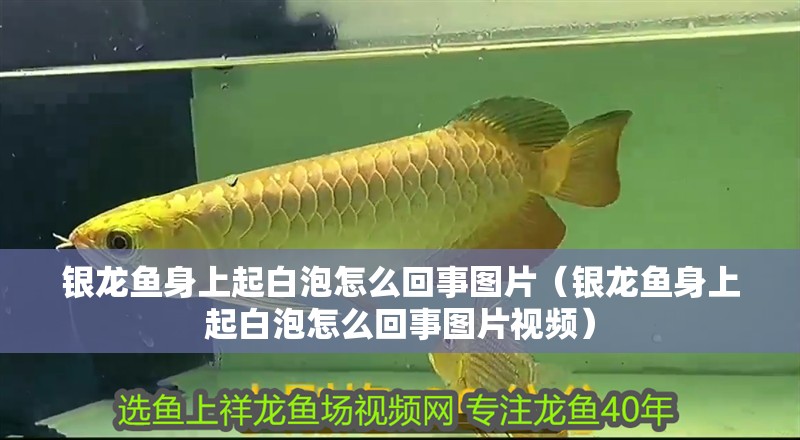 銀龍魚身上起白泡怎么回事圖片（銀龍魚身上起白泡怎么回事圖片視頻） 銀龍魚身上起白泡怎么回事圖片（銀龍魚身上起白泡怎么回事圖片視頻） 銀龍魚百科