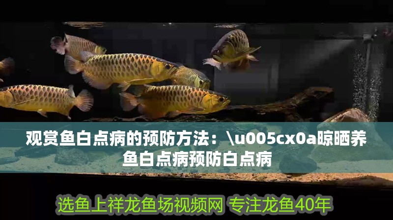 觀賞魚(yú)白點(diǎn)病的預(yù)防方法：\u005cx0a晾曬養(yǎng)魚(yú)白點(diǎn)病預(yù)防白點(diǎn)病