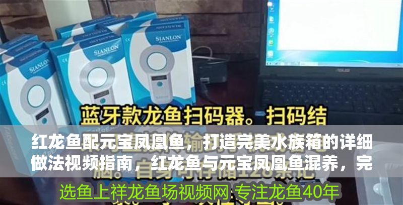 紅龍魚配元寶鳳凰魚，打造完美水族箱的詳細做法視頻指南，紅龍魚與元寶鳳凰魚混養(yǎng)，完美水族箱打造全攻略