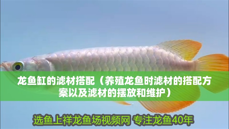龍魚缸的濾材搭配（養殖龍魚時濾材的搭配方案以及濾材的擺放和維護）