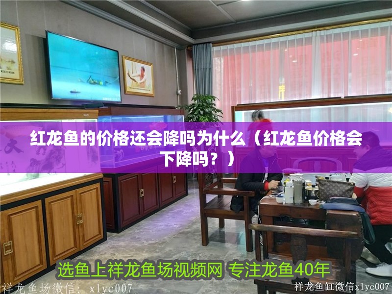 紅龍魚的價格還會降嗎為什么（紅龍魚價格會下降嗎？） 紅龍魚的價格還會降嗎為什么（紅龍魚價格會下降嗎？） 龍魚百科