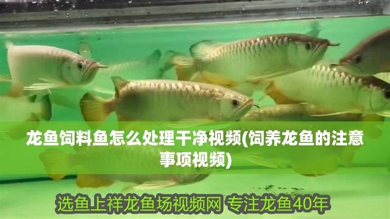 龍魚飼料魚怎么處理干凈視頻(飼養龍魚的注意事項視頻)