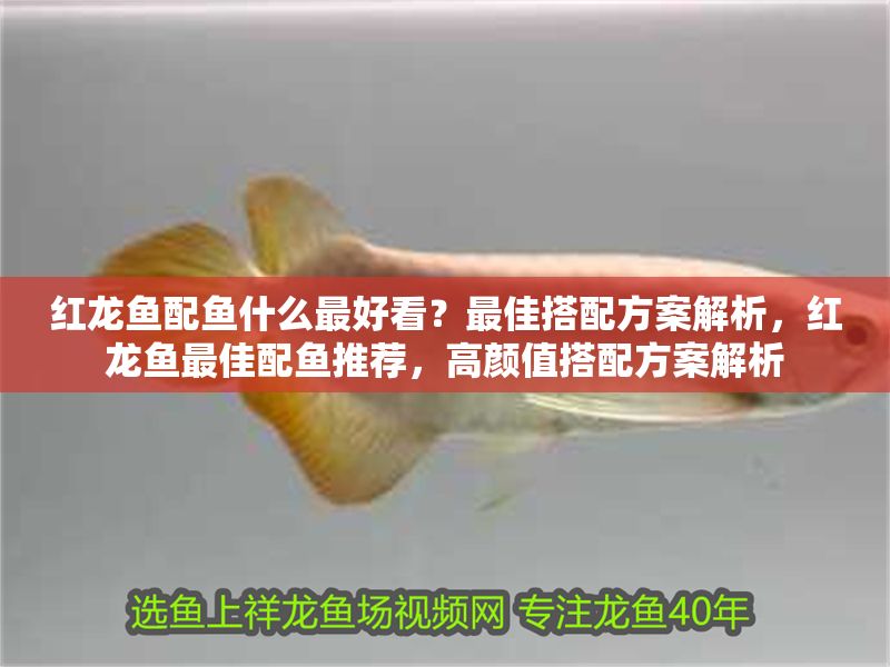 紅龍魚配魚什么最好看？最佳搭配方案解析，紅龍魚最佳配魚推薦，高顏值搭配方案解析