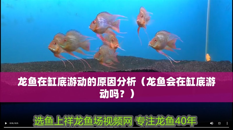 龍魚在缸底游動(dòng)的原因分析（龍魚會(huì)在缸底游動(dòng)嗎？） 龍魚在缸底游動(dòng)的原因分析（龍魚會(huì)在缸底游動(dòng)嗎？） 龍魚百科