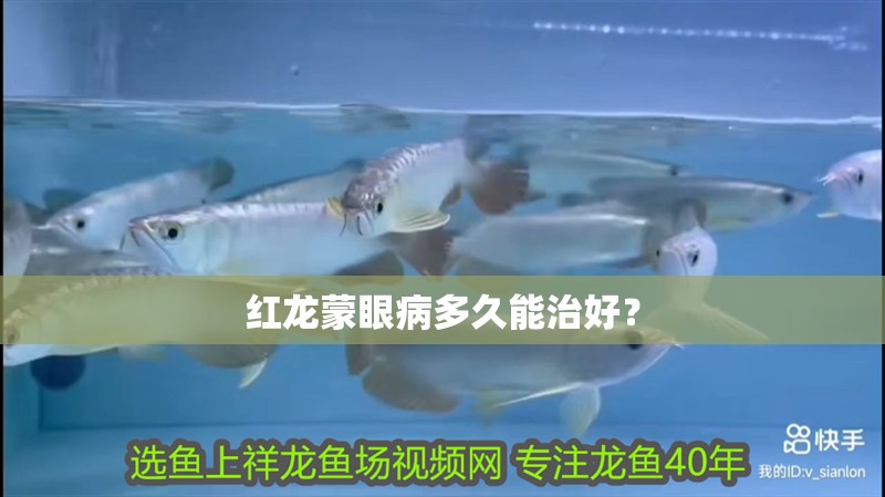 紅龍蒙眼病多久能治好？