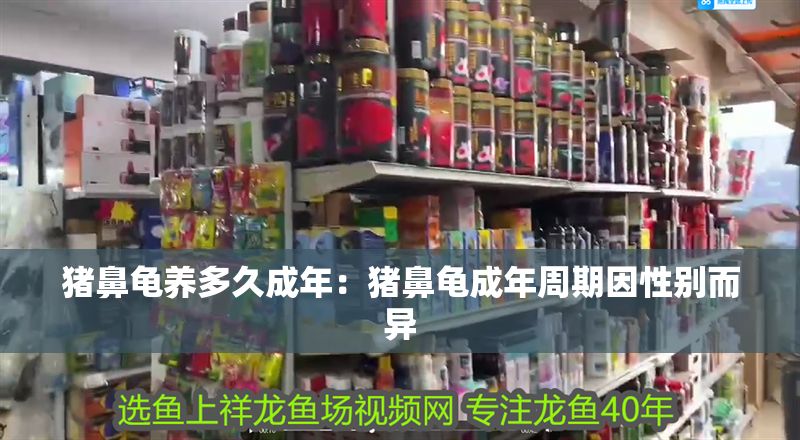 豬鼻龜養多久成年:豬鼻龜成年周期因性別而異 豬鼻龜百科 第1張 豬鼻龜養多久成年:豬鼻龜成年周期因性別而異 豬鼻龜養多久成年:豬鼻龜成年周期因性別而異 豬鼻龜百科 第1張