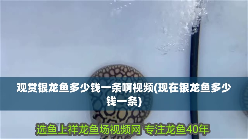 觀賞銀龍魚多少錢一條啊視頻(現(xiàn)在銀龍魚多少錢一條)