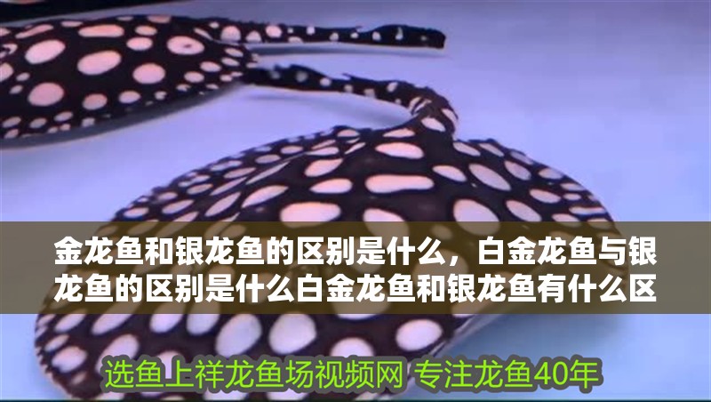 金龍魚和銀龍魚的區(qū)別是什么，白金龍魚與銀龍魚的區(qū)別是什么白金龍魚和銀龍魚有什么區(qū)別
