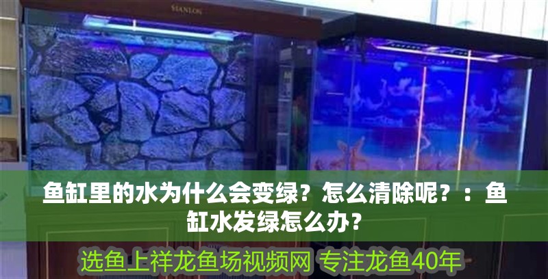 魚(yú)缸里的水為什么會(huì)變綠？怎么清除呢？：魚(yú)缸水發(fā)綠怎么辦？