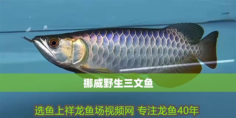 挪威野生三文魚 挪威野生三文魚 龍魚論壇