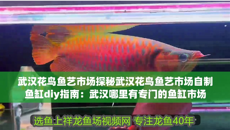 武漢花鳥魚藝市場探秘武漢花鳥魚藝市場自制魚缸diy指南：武漢哪里有專門的魚缸市場