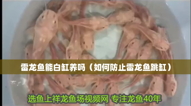 雷龍魚能白缸養嗎（如何防止雷龍魚跳缸） 雷龍魚能白缸養嗎（如何防止雷龍魚跳缸） 龍魚百科