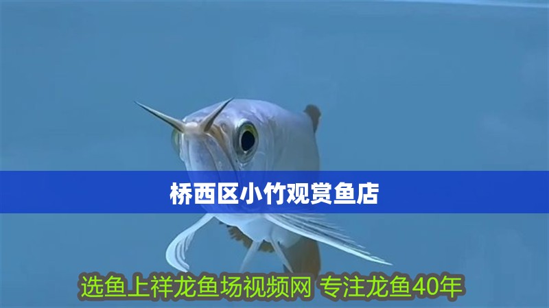 橋西區(qū)小竹觀賞魚店
