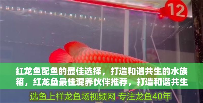 紅龍魚配魚的最佳選擇，打造和諧共生的水族箱，紅龍魚最佳混養(yǎng)伙伴推薦，打造和諧共生的水族箱