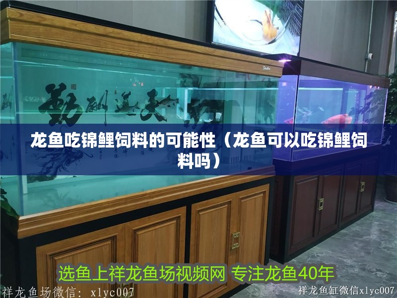 龍魚吃錦鯉飼料的可能性（龍魚可以吃錦鯉飼料嗎）