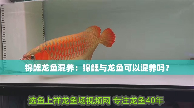 錦鯉龍魚混養(yǎng)：錦鯉與龍魚可以混養(yǎng)嗎？