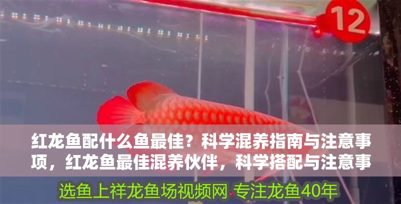 紅龍魚(yú)配什么魚(yú)最佳？科學(xué)混養(yǎng)指南與注意事項(xiàng)，紅龍魚(yú)最佳混養(yǎng)伙伴，科學(xué)搭配與注意事項(xiàng)全解析