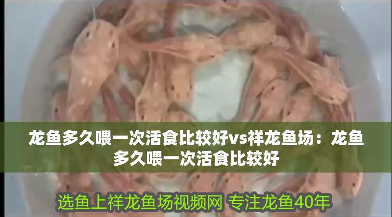 龍魚多久喂一次活食比較好vs祥龍魚場：龍魚多久喂一次活食比較好