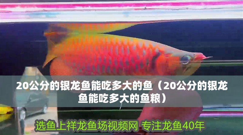 20公分的銀龍魚能吃多大的魚（20公分的銀龍魚能吃多大的魚糧）