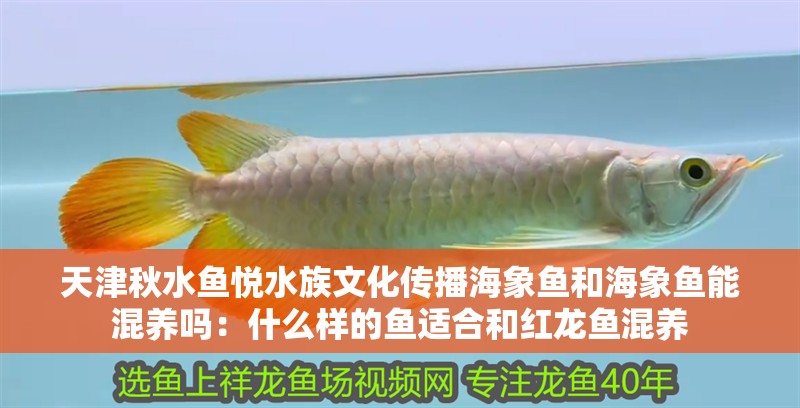天津秋水魚悅水族文化傳播海象魚和海象魚能混養嗎：什么樣的魚適合和紅龍魚混養