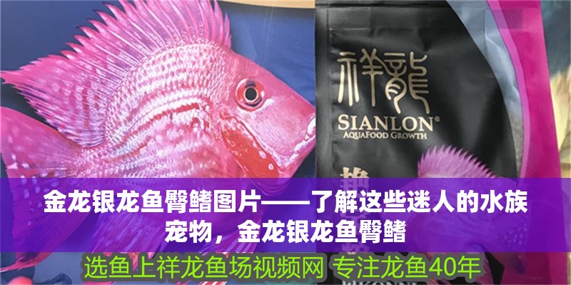 金龍銀龍魚臀鰭圖片——了解這些迷人的水族寵物，金龍銀龍魚臀鰭 金龍銀龍魚臀鰭圖片——了解這些迷人的水族寵物，金龍銀龍魚臀鰭 銀龍魚百科