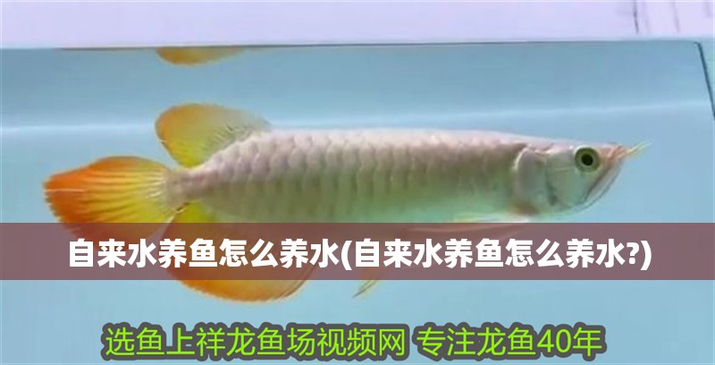 自來(lái)水養(yǎng)魚(yú)怎么養(yǎng)水(自來(lái)水養(yǎng)魚(yú)怎么養(yǎng)水?)