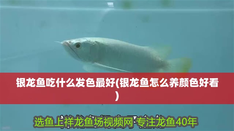 銀龍魚吃什么發色最好(銀龍魚怎么養顏色好看)