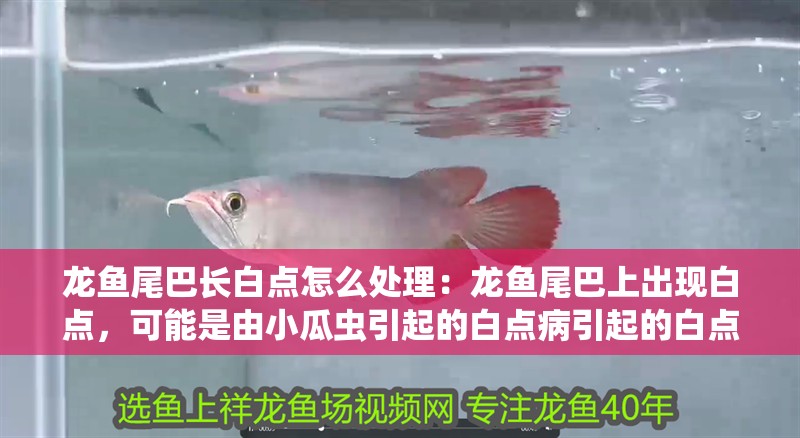 龍魚尾巴長白點怎么處理：龍魚尾巴上出現白點，可能是由小瓜蟲引起的白點病引起的白點病