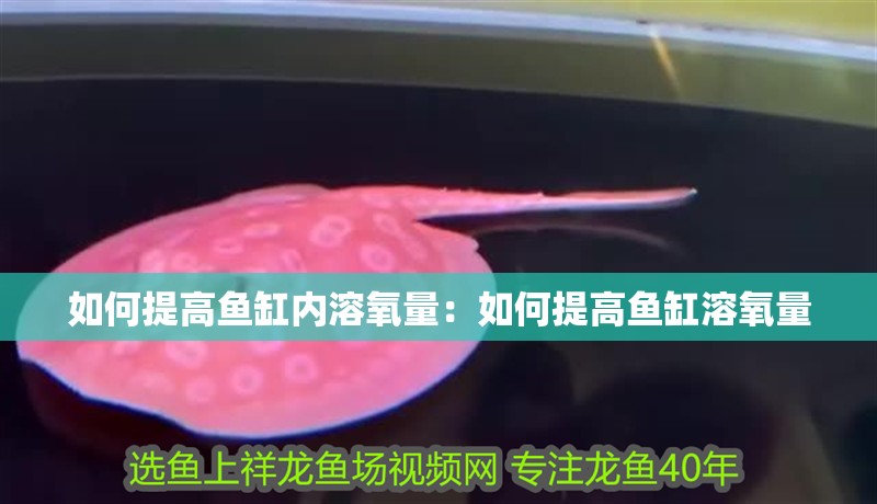 如何提高魚缸內溶氧量：如何提高魚缸溶氧量