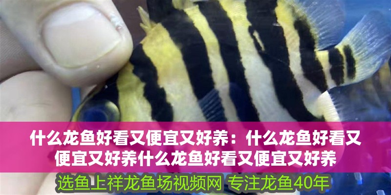 什么龍魚好看又便宜又好養：什么龍魚好看又便宜又好養什么龍魚好看又便宜又好養