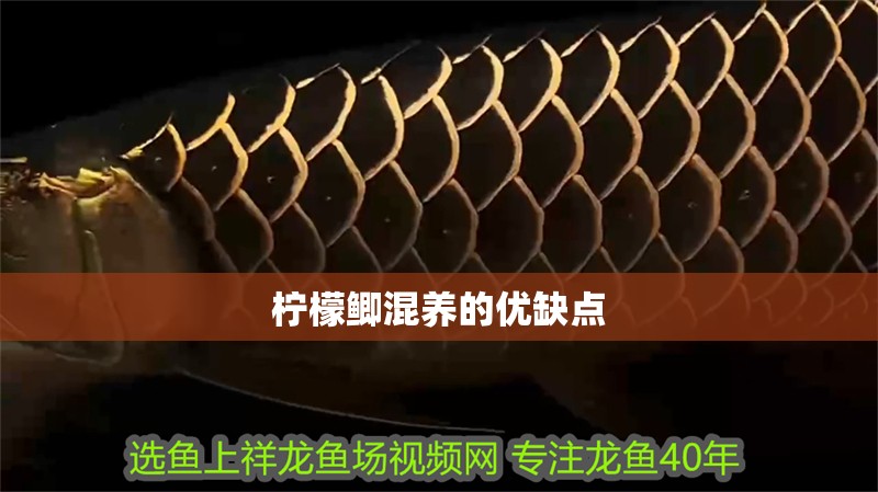 檸檬鯽混養(yǎng)的優(yōu)缺點