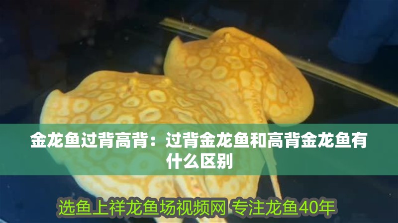 金龍魚過背高背：過背金龍魚和高背金龍魚有什么區別