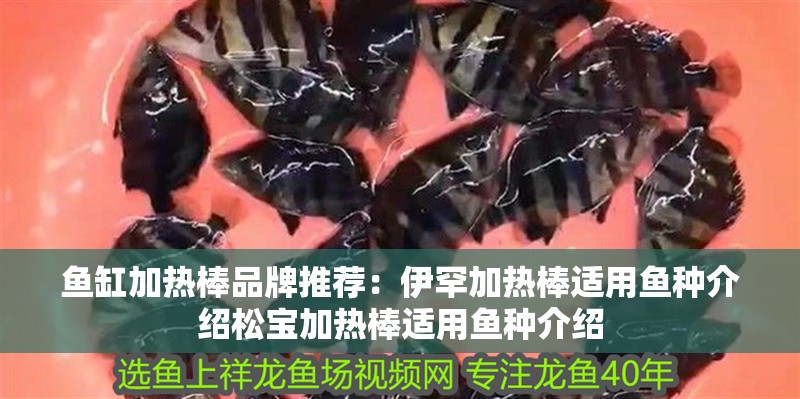 魚缸加熱棒品牌推薦：伊罕加熱棒適用魚種介紹松寶加熱棒適用魚種介紹