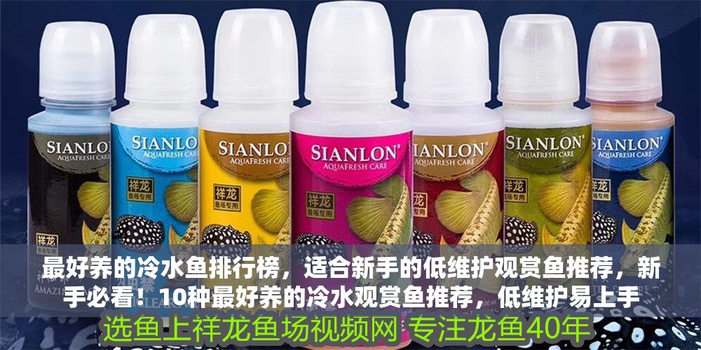 最好養(yǎng)的冷水魚排行榜，適合新手的低維護(hù)觀賞魚推薦，新手必看！10種最好養(yǎng)的冷水觀賞魚推薦，低維護(hù)易上手