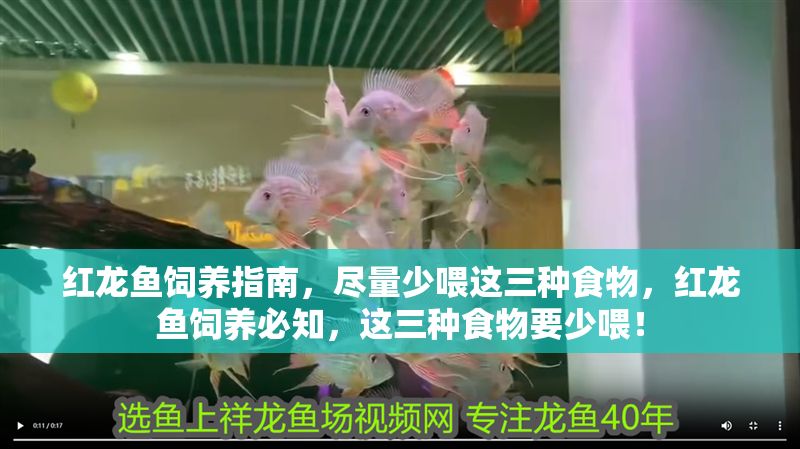 紅龍魚飼養指南,盡量少喂這三種食物,紅龍魚飼養必知,這三種食物要少喂! 龍魚百科 第1張 紅龍魚飼養指南,盡量少喂這三種食物,紅龍魚飼養必知,這三種食物要少喂! 紅龍魚飼養指南,盡量少喂這三種食物,紅龍魚飼養必知,這三種食物要少喂! 龍魚百科 第1張