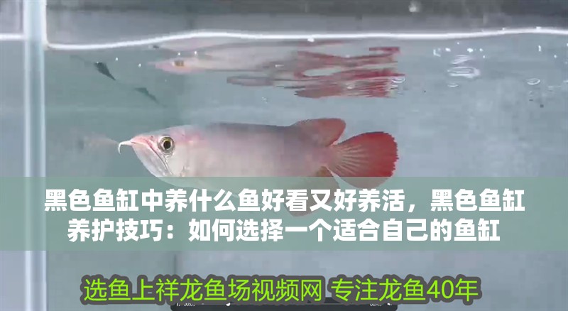 黑色魚缸中養什么魚好看又好養活，黑色魚缸養護技巧：如何選擇一個適合自己的魚缸