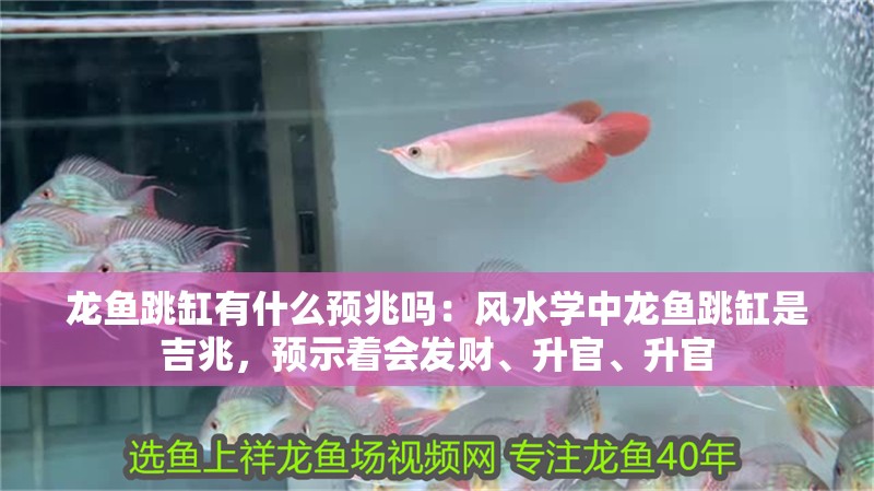 龍魚(yú)跳缸有什么預(yù)兆嗎：風(fēng)水學(xué)中龍魚(yú)跳缸是吉兆，預(yù)示著會(huì)發(fā)財(cái)、升官、升官