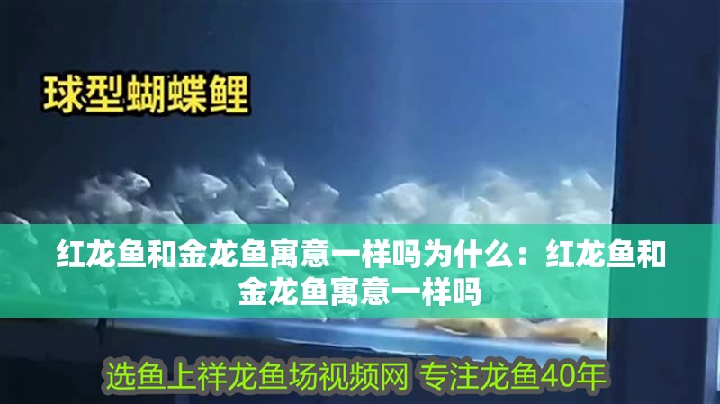 紅龍魚和金龍魚寓意一樣嗎為什么：紅龍魚和金龍魚寓意一樣嗎