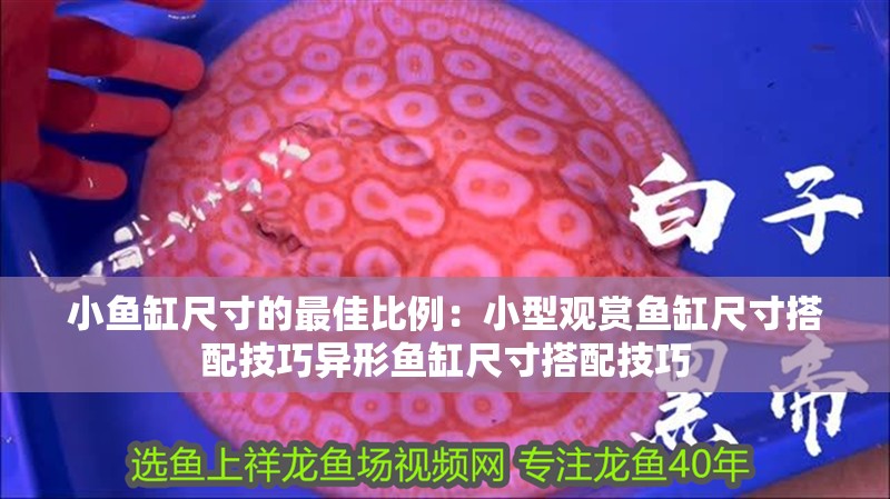 龍魚(yú)干蝦有營(yíng)養(yǎng)嗎 小魚(yú)缸尺寸的最佳比例:小型觀賞魚(yú)缸尺寸搭配技巧異形魚(yú)缸尺寸搭配技巧 魚(yú)缸百科 小魚(yú)缸尺寸的最佳比例:小型觀賞魚(yú)缸尺寸搭配技巧異形魚(yú)缸尺寸搭配技巧 小魚(yú)缸尺寸的最佳比例:小型觀賞魚(yú)缸尺寸搭配技巧異形魚(yú)缸尺寸搭配技巧 魚(yú)缸百科