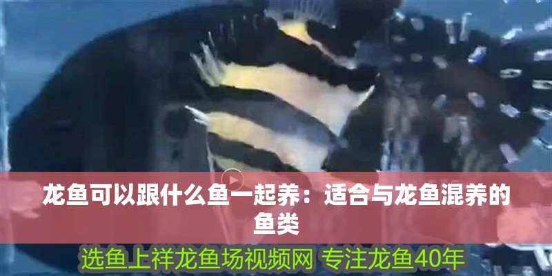 龍魚可以跟什么魚一起養：適合與龍魚混養的魚類