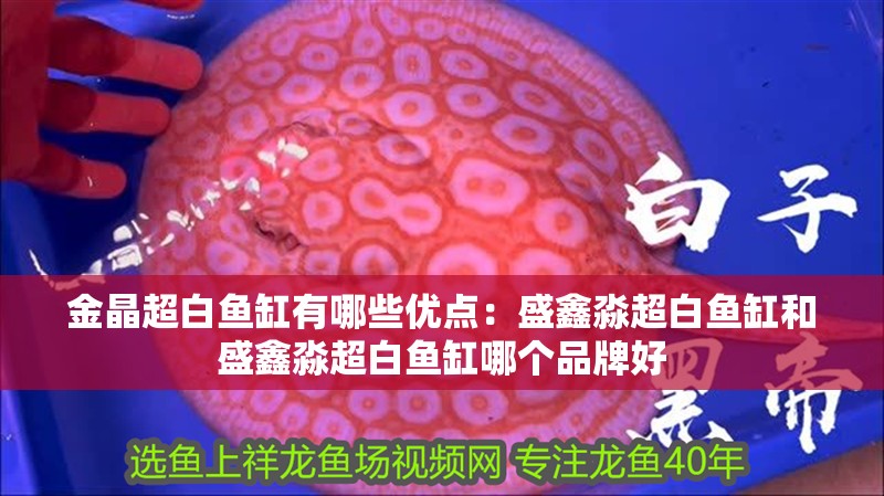 金晶超白魚缸有哪些優點：盛鑫淼超白魚缸和盛鑫淼超白魚缸哪個品牌好 金晶超白魚缸有哪些優點：盛鑫淼超白魚缸和盛鑫淼超白魚缸哪個品牌好 魚缸百科