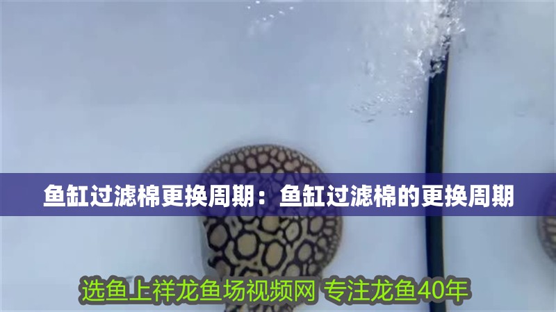 魚缸過濾棉更換周期：魚缸過濾棉的更換周期