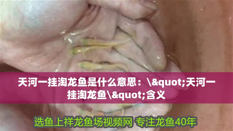 天河一掛淘龍魚是什么意思：\"天河一掛淘龍魚\"含義 天河一掛淘龍魚是什么意思：\"天河一掛淘龍魚\"含義 龍魚百科
