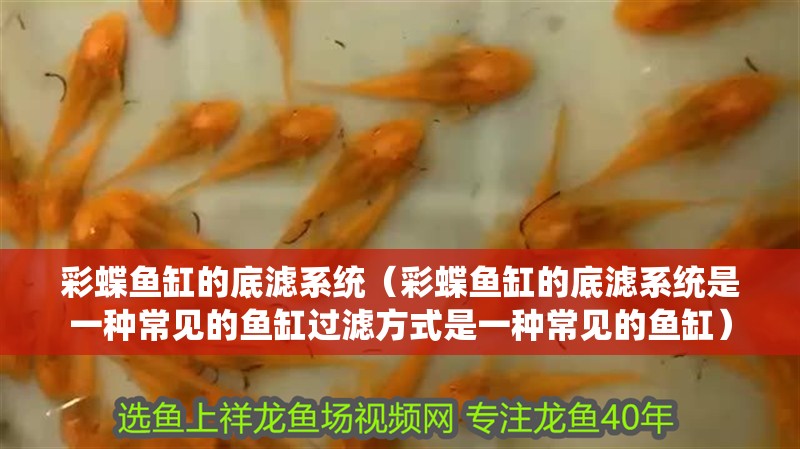 我的虎魚真菌感染了要怎么處理 彩蝶魚缸的底濾系統(彩蝶魚缸的底濾系統是一種常見的魚缸過濾方式是一種常見的魚缸) 魚缸百科 彩蝶魚缸的底濾系統(彩蝶魚缸的底濾系統是一種常見的魚缸過濾方式是一種常見的魚缸) 彩蝶魚缸的底濾系統(彩蝶魚缸的底濾系統是一種常見的魚缸過濾方式是一種常見的魚缸) 魚缸百科