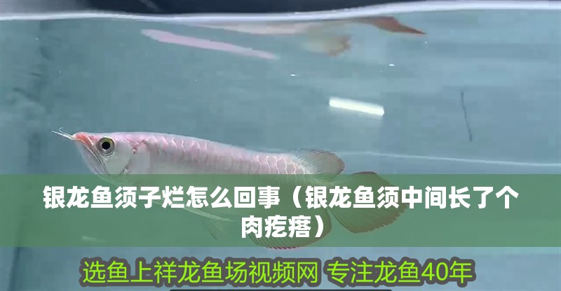 銀龍魚須子爛怎么回事（銀龍魚須中間長了個肉疙瘩）