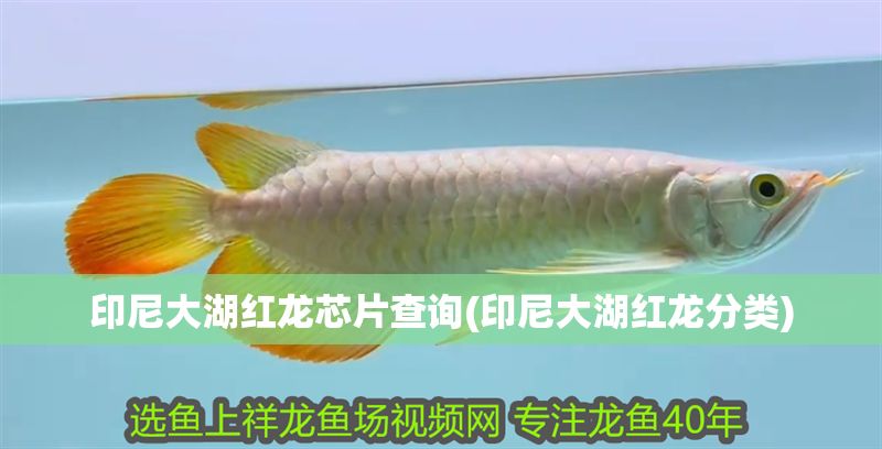 印尼大湖紅龍芯片查詢(印尼大湖紅龍分類)