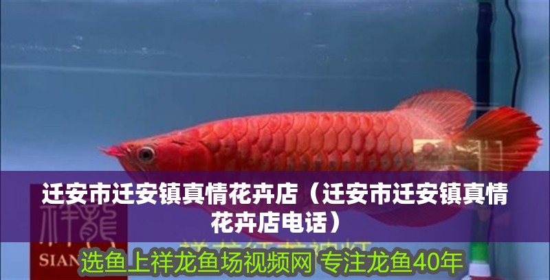 遷安市遷安鎮真情花卉店（遷安市遷安鎮真情花卉店電話）