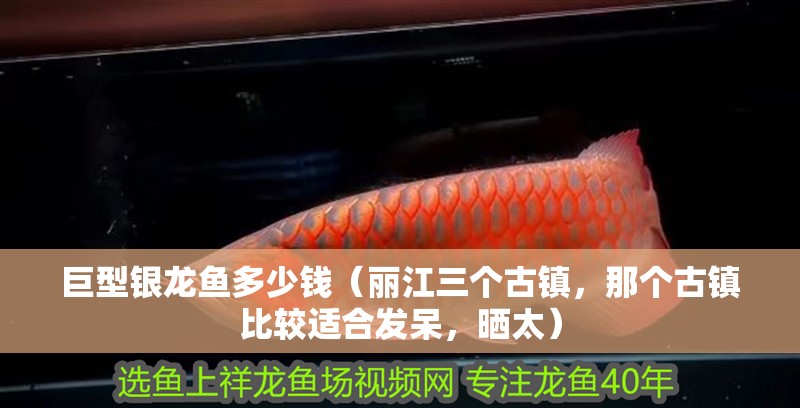 巨型銀龍魚多少錢（麗江三個古鎮(zhèn)，那個古鎮(zhèn)比較適合發(fā)呆，曬太）