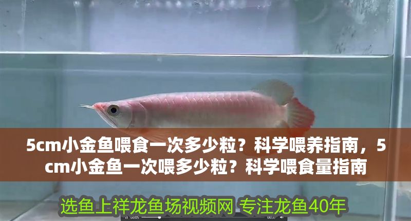 5cm小金魚喂食一次多少粒？科學喂養指南，5cm小金魚一次喂多少粒？科學喂食量指南