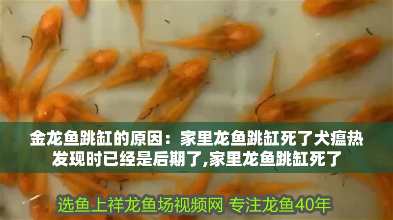 金龍魚跳缸的原因：家里龍魚跳缸死了犬瘟熱發(fā)現(xiàn)時(shí)已經(jīng)是后期了,家里龍魚跳缸死了